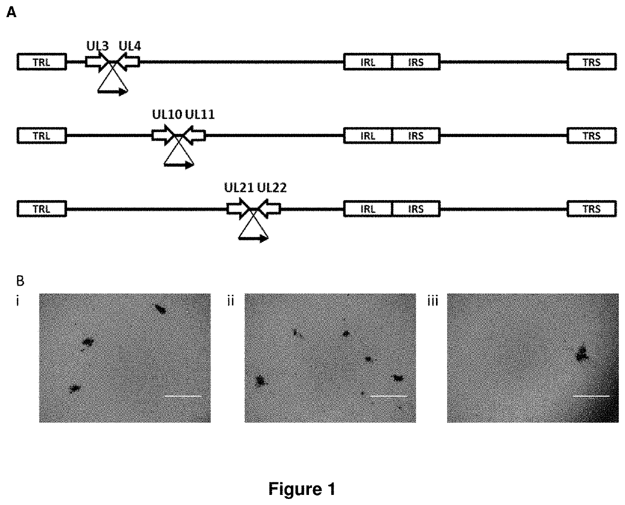 Recombinant gallid herpesvirus 3 vaccines encoding heterologous avian pathogen antigens