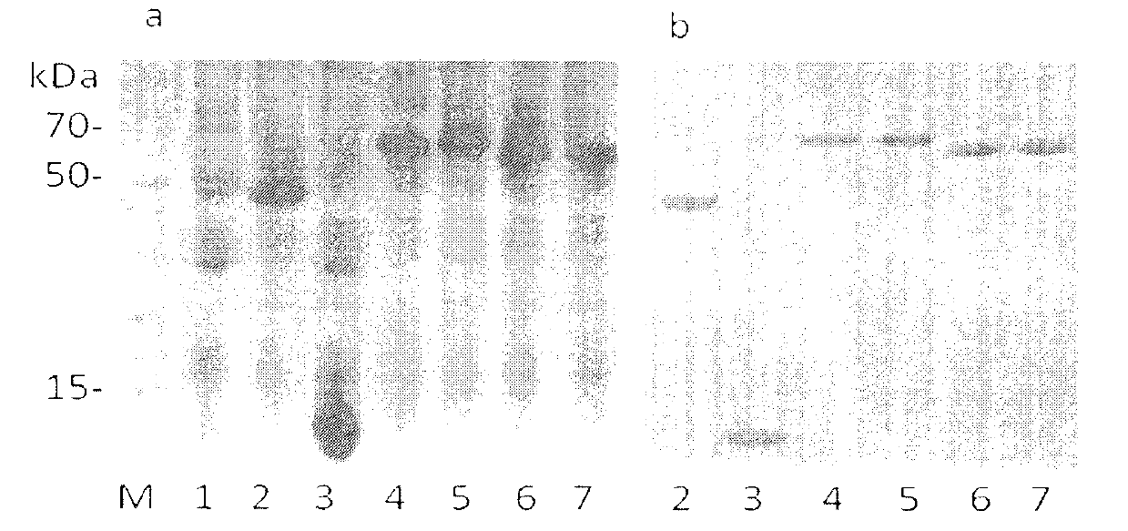 Method for preparing fusion protein capable of lowering food allergen reaction