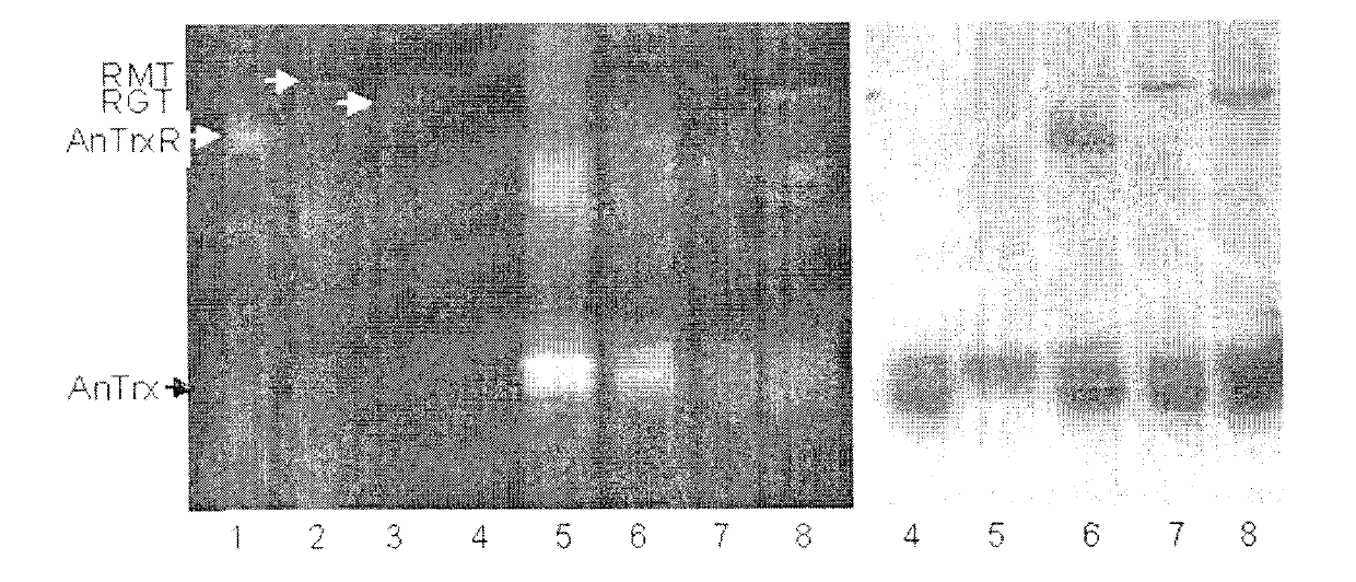 Method for preparing fusion protein capable of lowering food allergen reaction