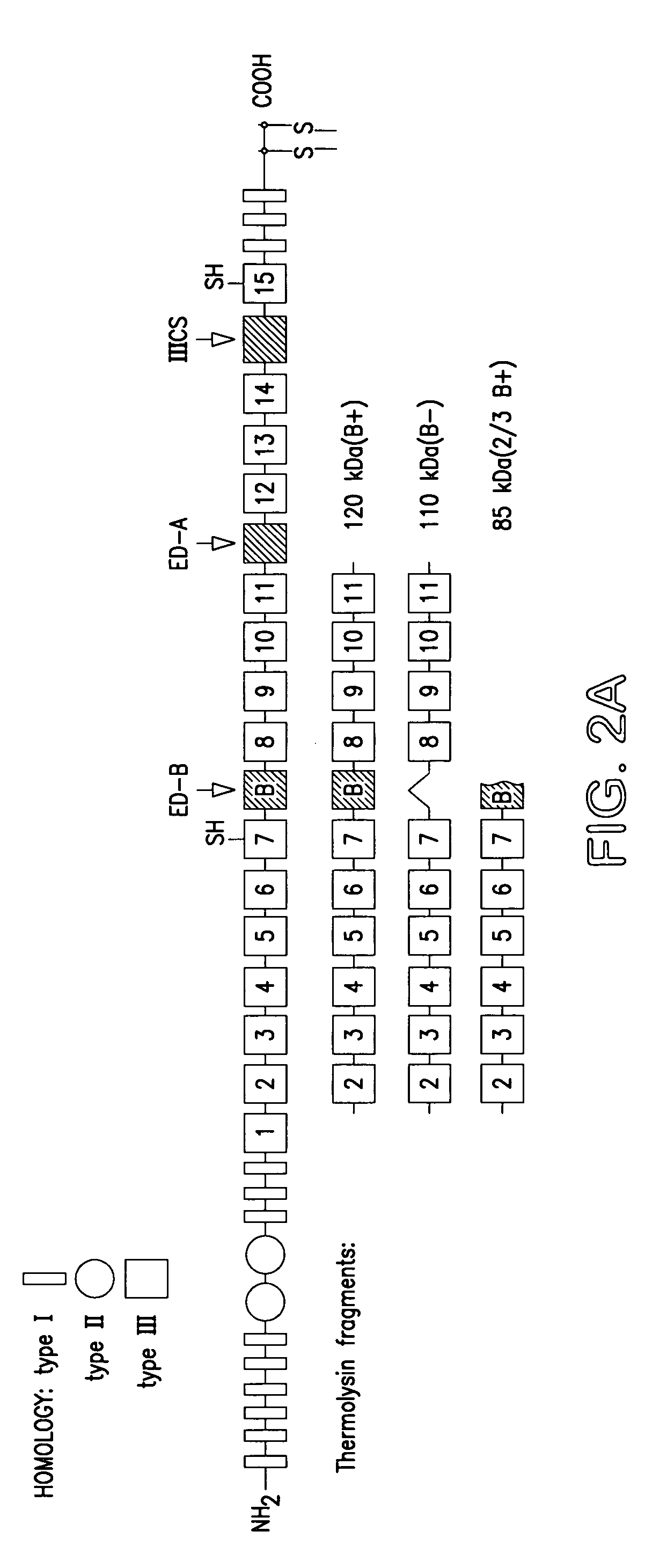 Antibodies to the ED-B domain of fibronectin, their construction and uses