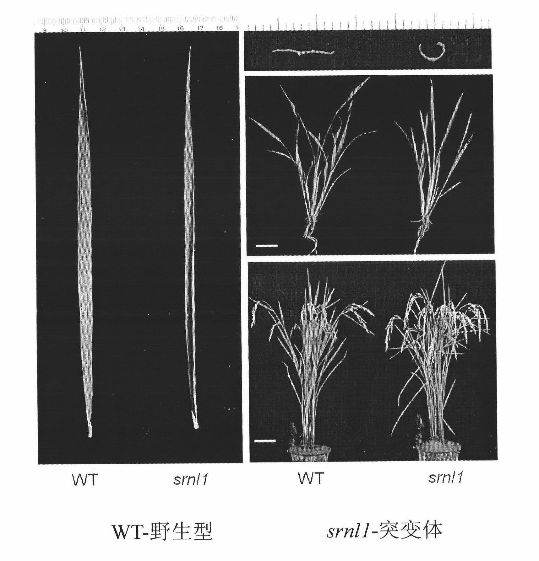 Leaf-shaped control gene SRNL1 of rice and application thereof