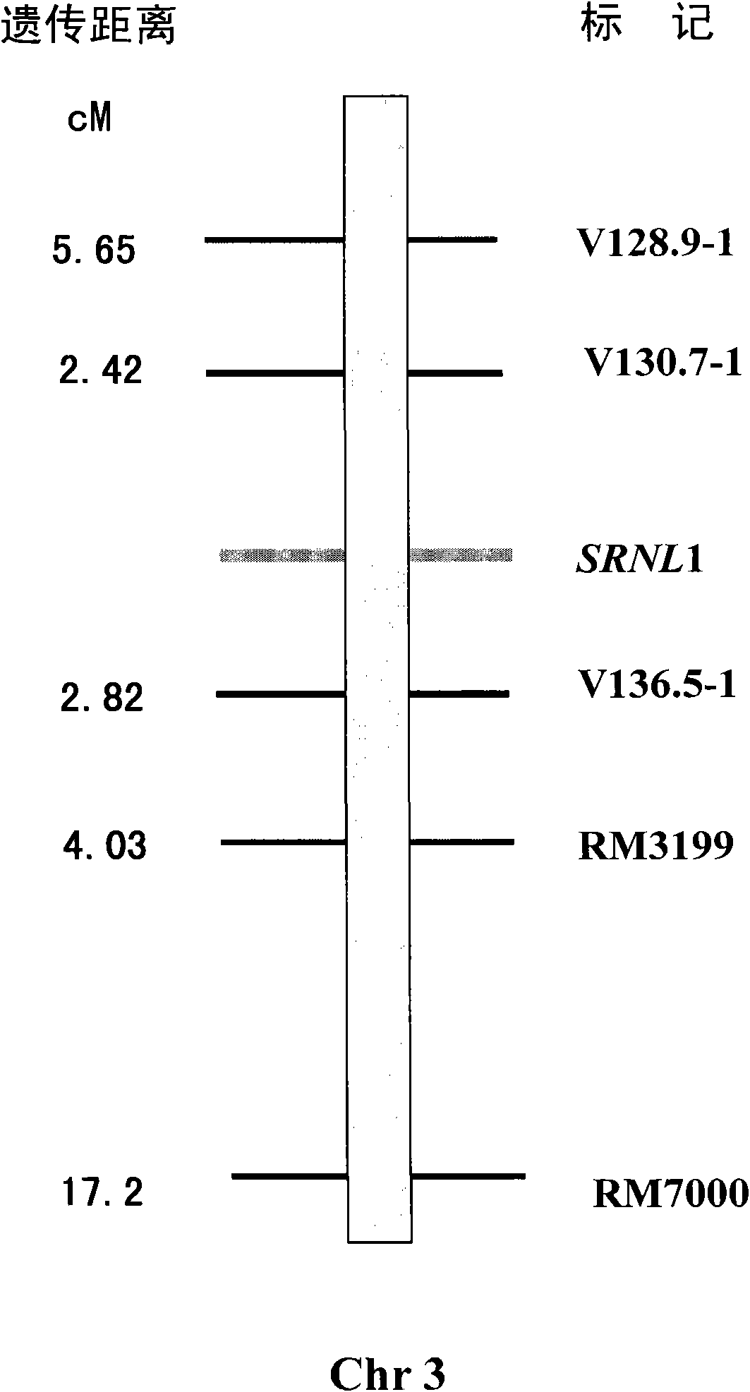 Leaf-shaped control gene SRNL1 of rice and application thereof