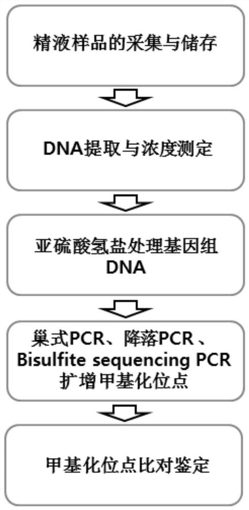 A method and application for evaluating bull sperm motility based on fbxw11 methylation