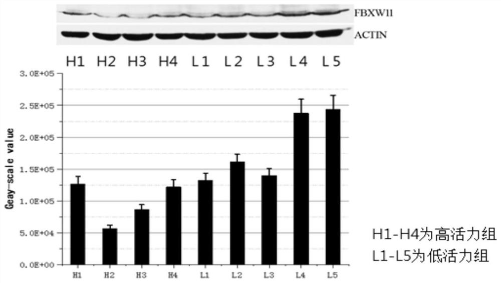 A method and application for evaluating bull sperm motility based on fbxw11 methylation