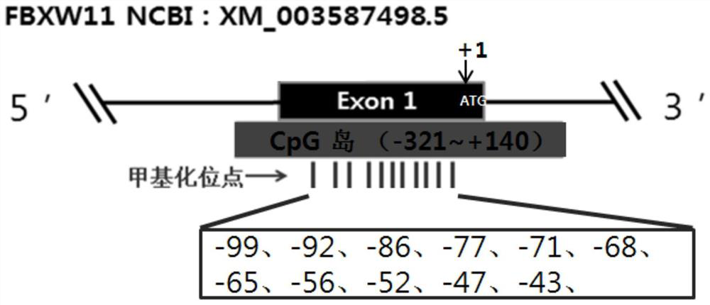 A method and application for evaluating bull sperm motility based on fbxw11 methylation