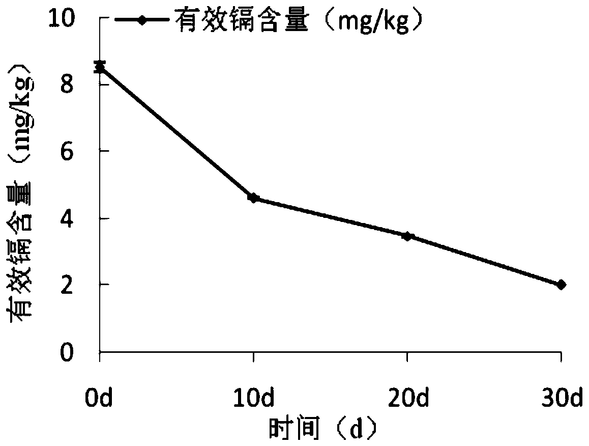 Penicillium oxalicum strain capable of degrading cellulose and adsorbing cadmium and application thereof