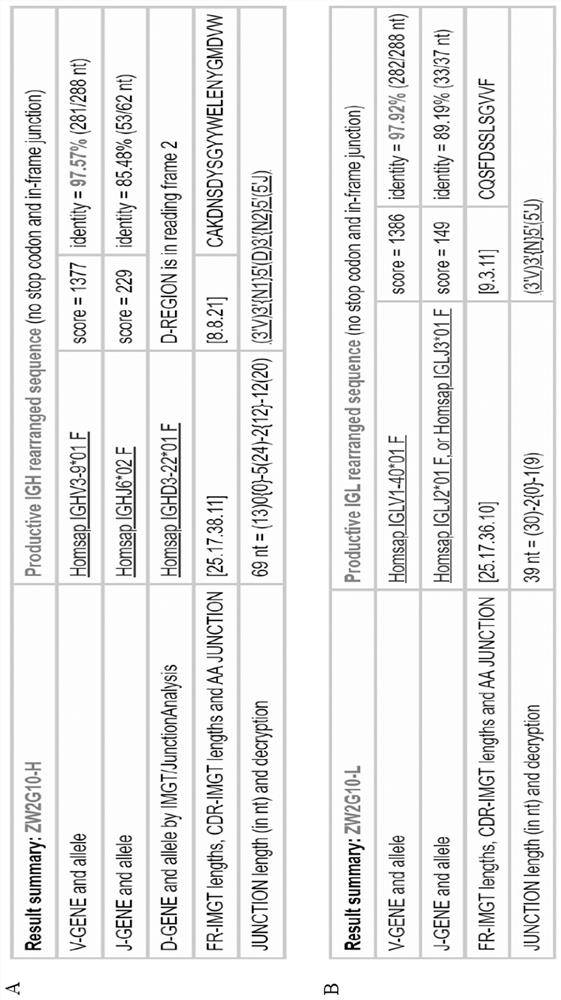 A fully human anti-new coronavirus neutralizing antibody zw2g10 and its application