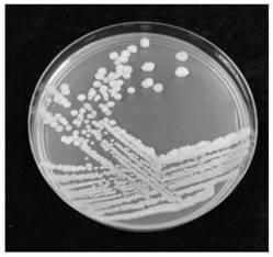 Isolation and application of strain of oil-degrading bacterium Kosakonia cowanii IUMR B67