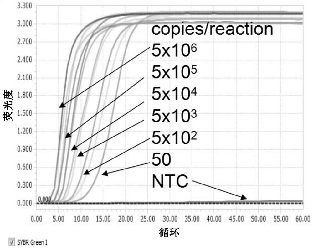 Zika virus detection kit based on loop-mediated isothermal amplification