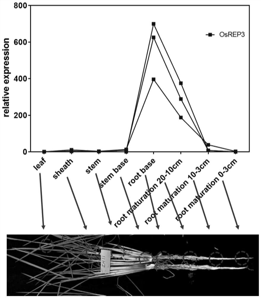 Application of OsREP3 gene in controlling drought resistance of rice