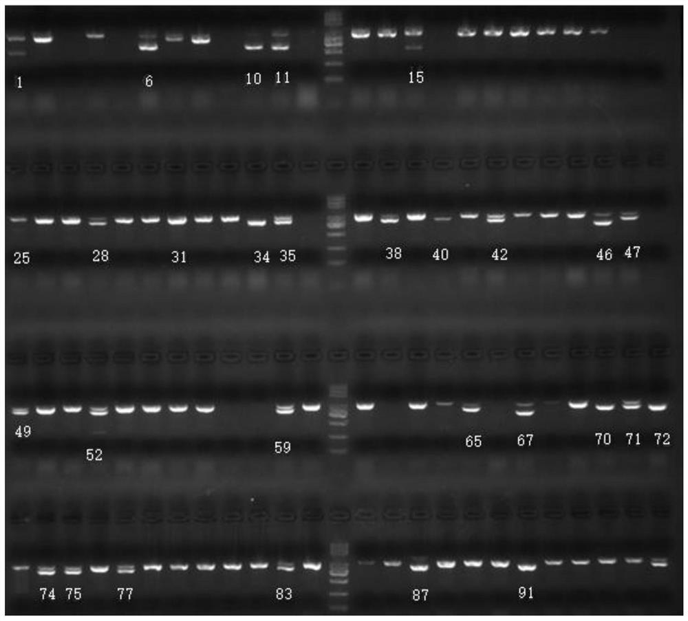 Application of OsREP3 gene in controlling drought resistance of rice