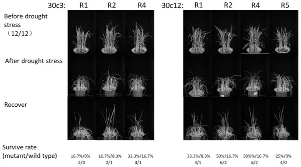 Application of OsREP3 gene in controlling drought resistance of rice