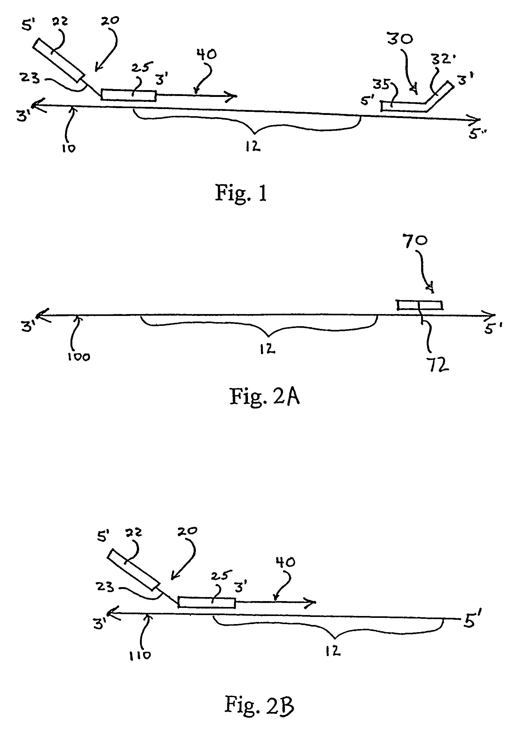 Engineered templates and their use in single primer amplification