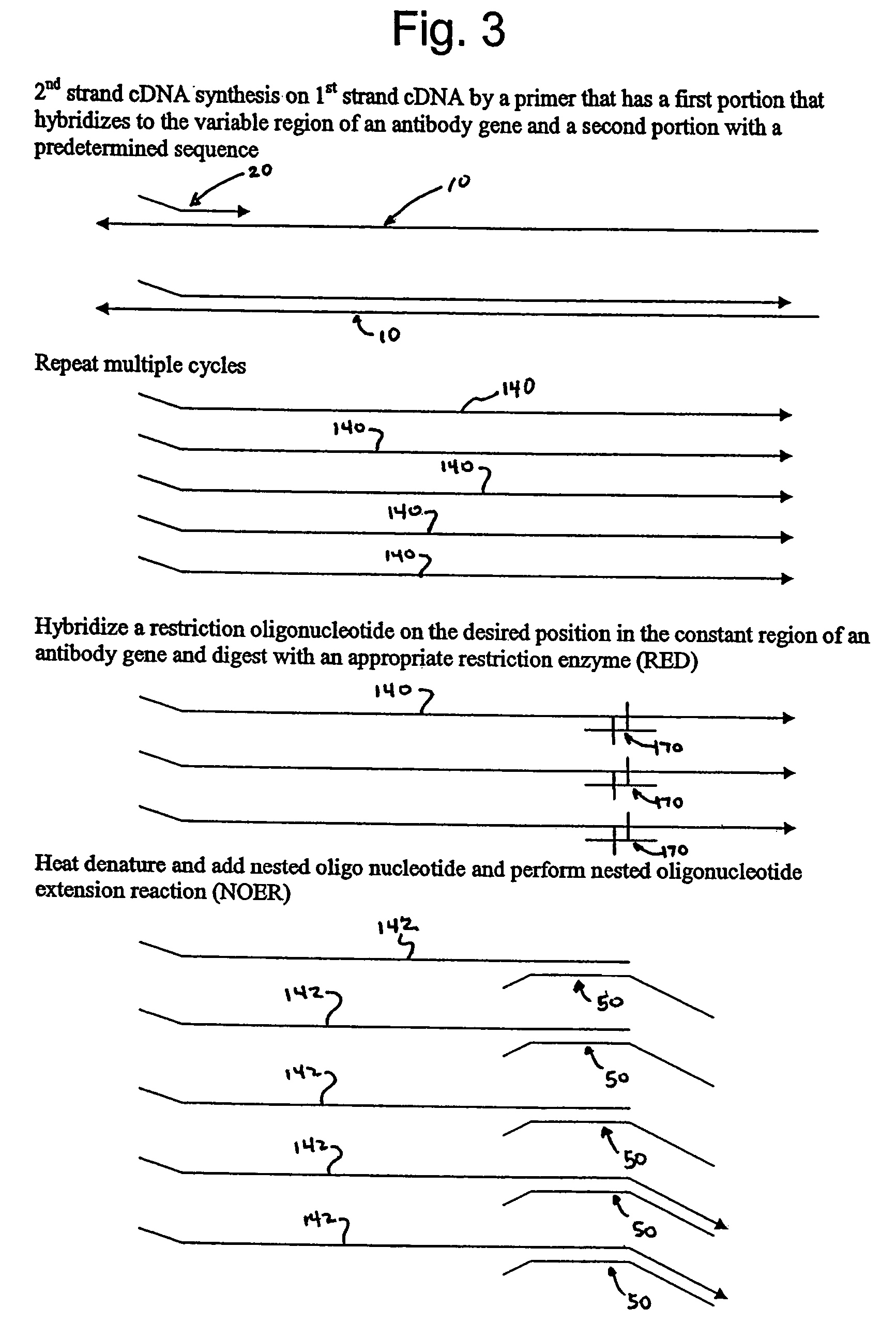Engineered templates and their use in single primer amplification