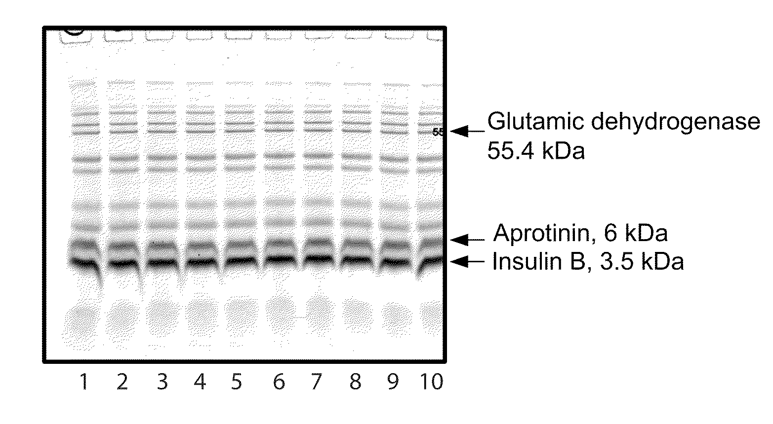 System for rapid high-resolution gel electrophoresis