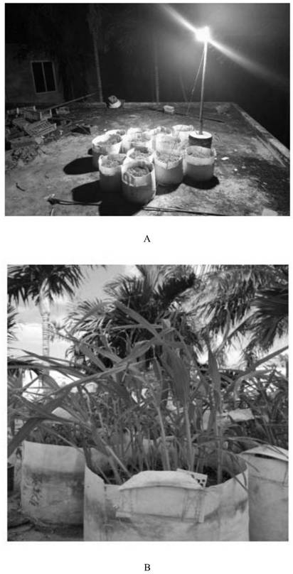 Method for regulating blooming period of broom corn millet under short-day condition