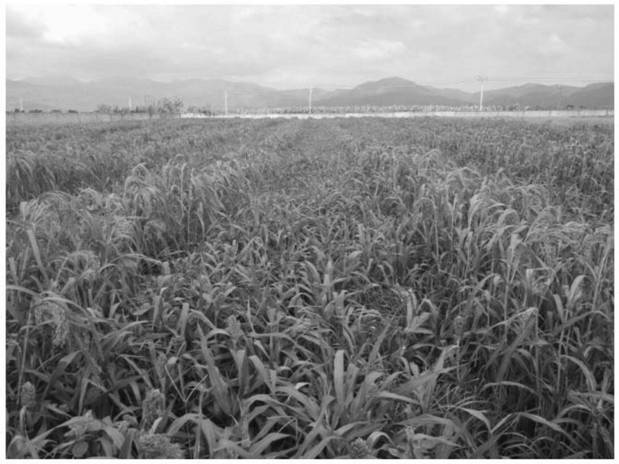 Method for regulating blooming period of broom corn millet under short-day condition