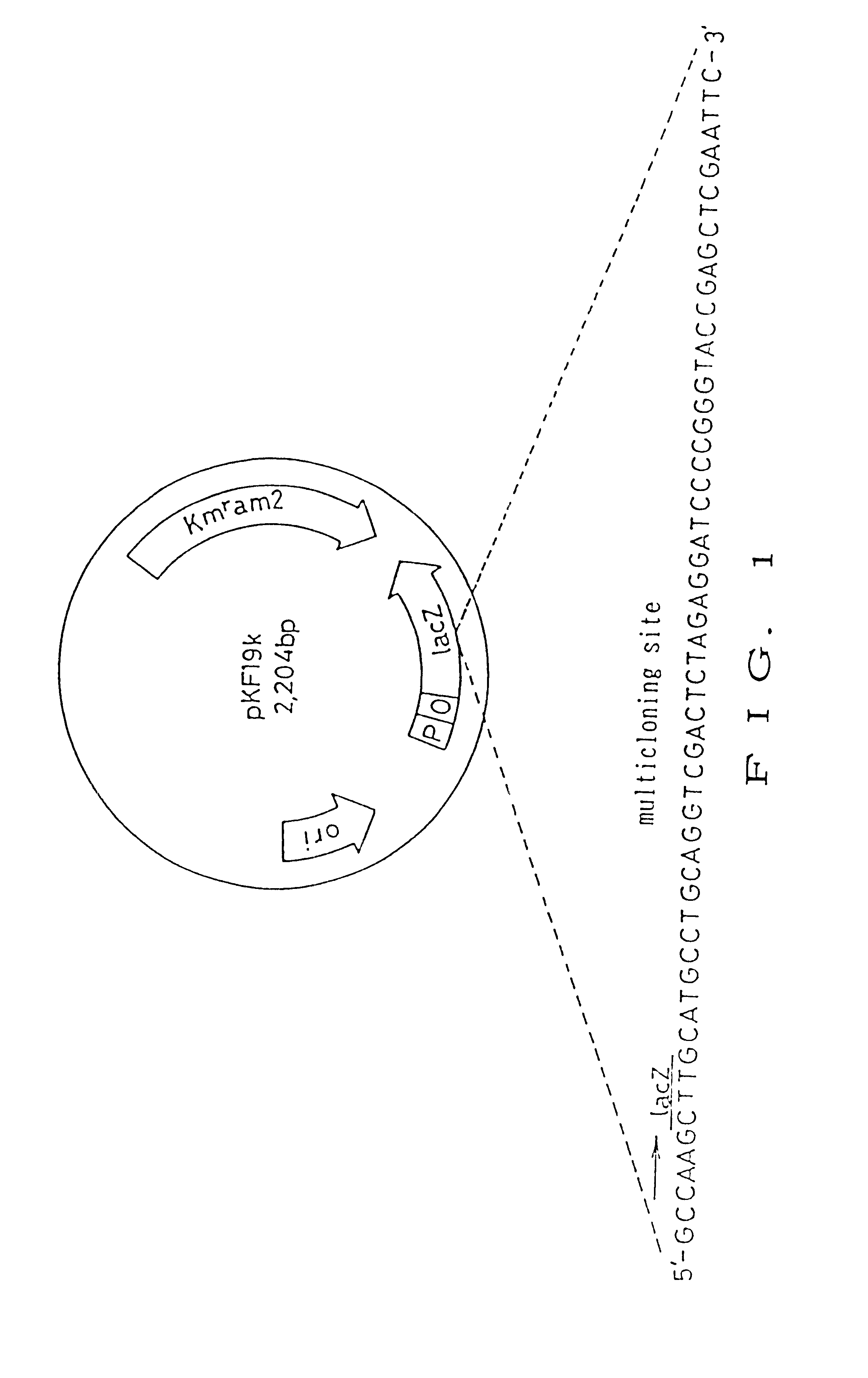 Method for effecting site-directed mutagenesis