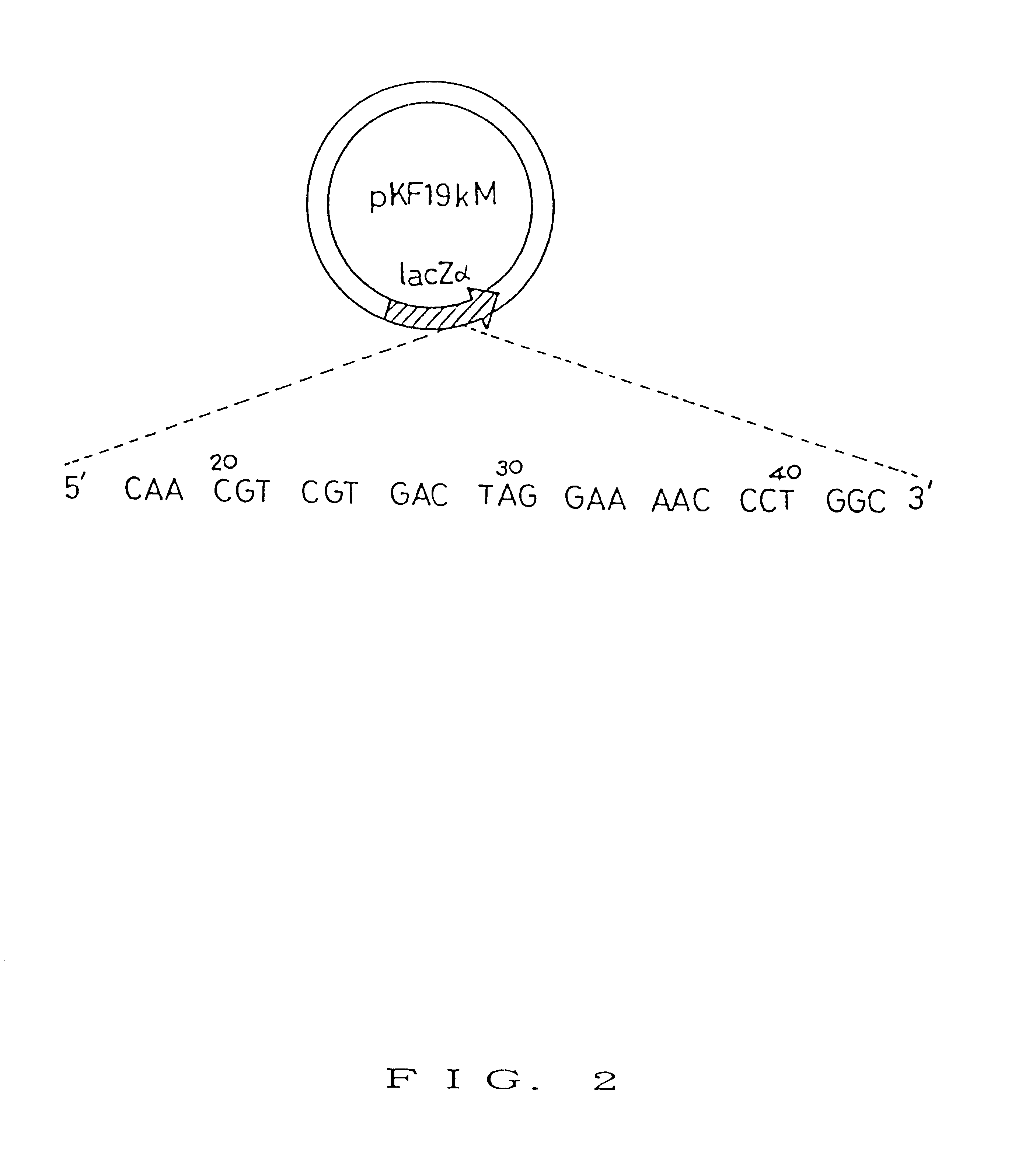 Method for effecting site-directed mutagenesis