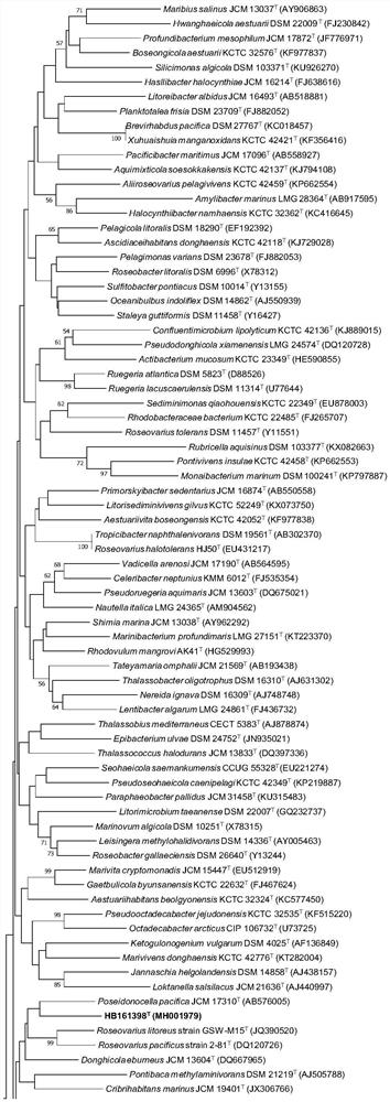 A strain hb161398 with nitrogen-fixing activity and its application