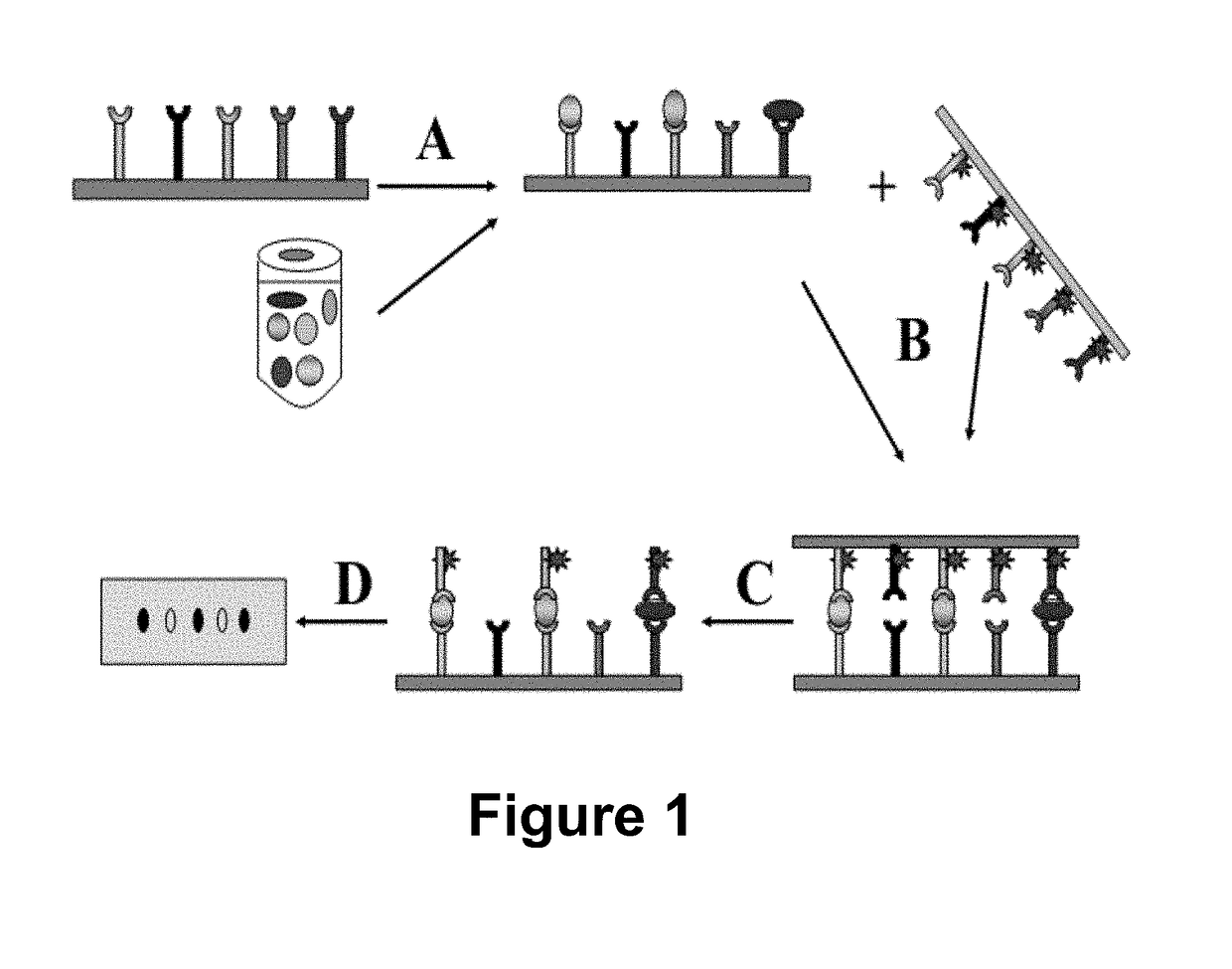 Method for high-throughput protein detection with two antibody microarrays