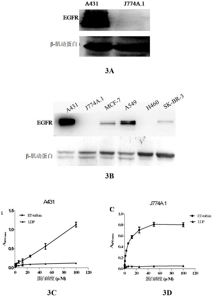Anti-tumor fusion protein as well as encoding gene and application thereof