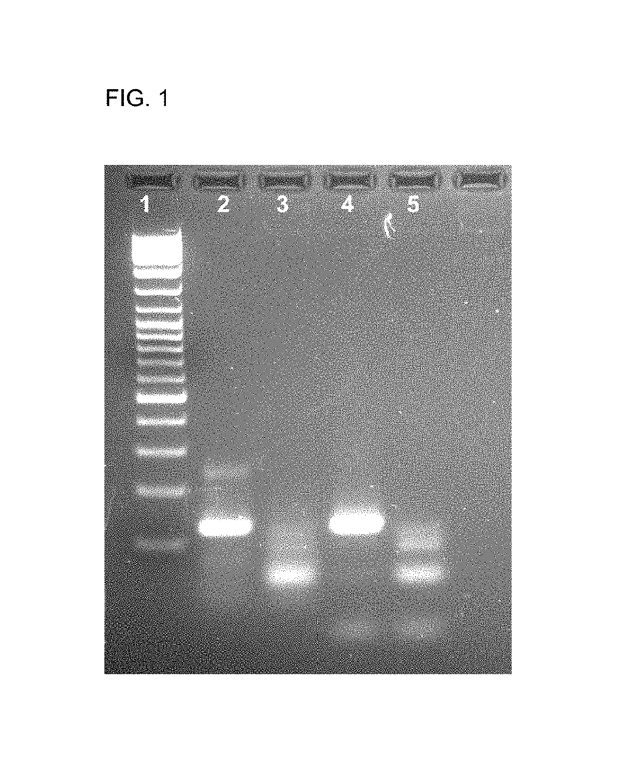 Method and rapid test for the detection of specific nucleic acid sequences