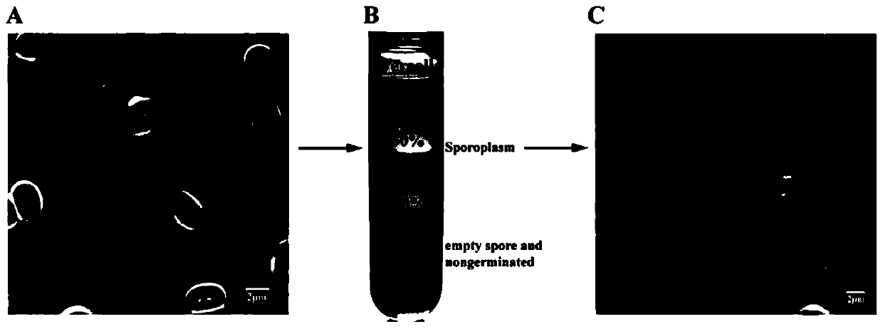 Separating and enriching method of nosema bombycis sporoplasm