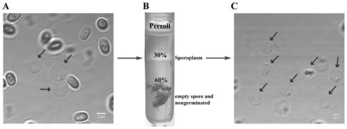 Separating and enriching method of nosema bombycis sporoplasm