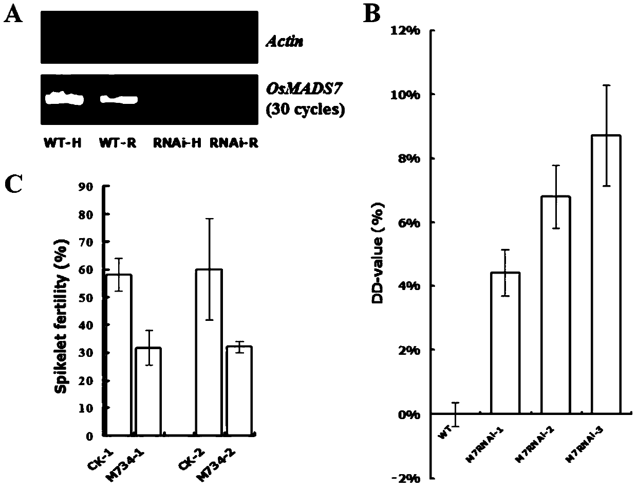 Endosperm-specific down-regulation of osmads7 gene expression to improve the tolerance of rice amylose content to high temperature