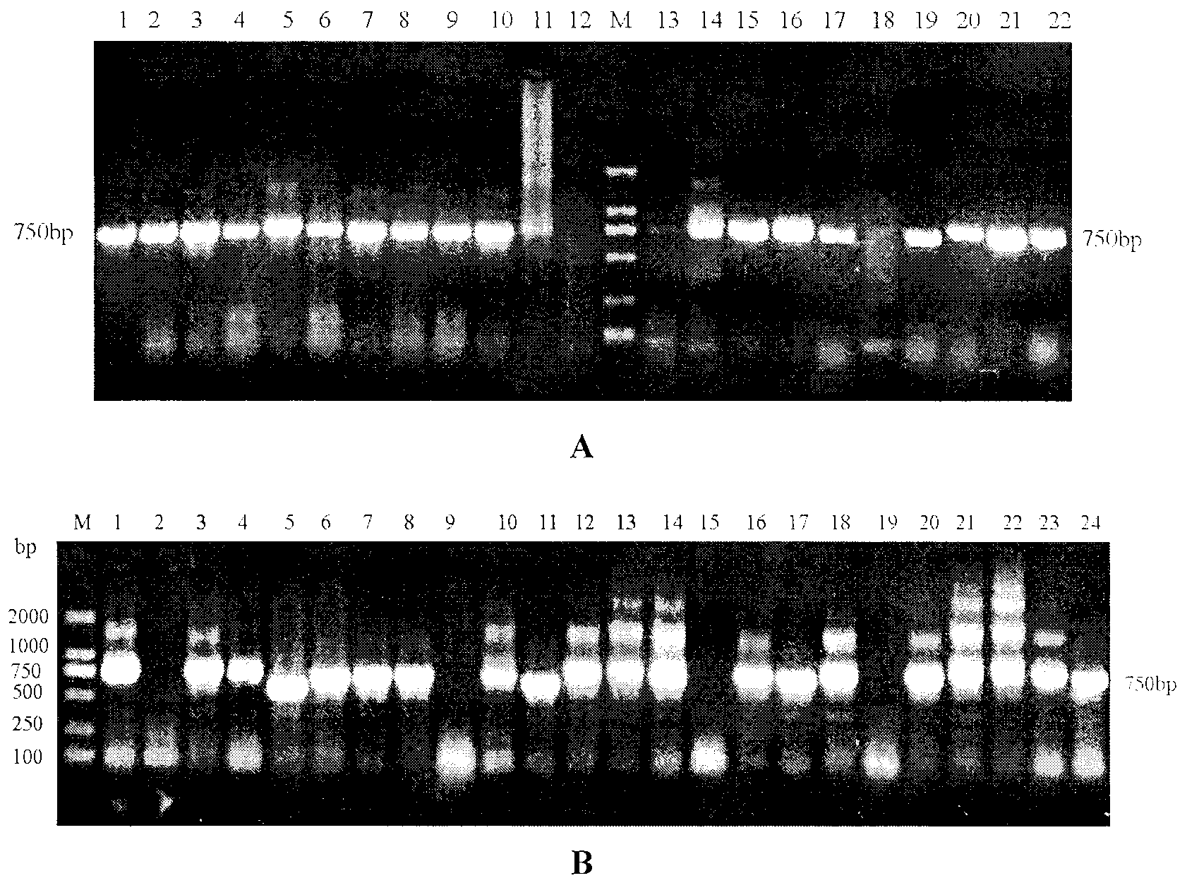 Diethylstilbestrol single-chain antibody screening method and purpose of diethylstilbestrol single-chain antibody