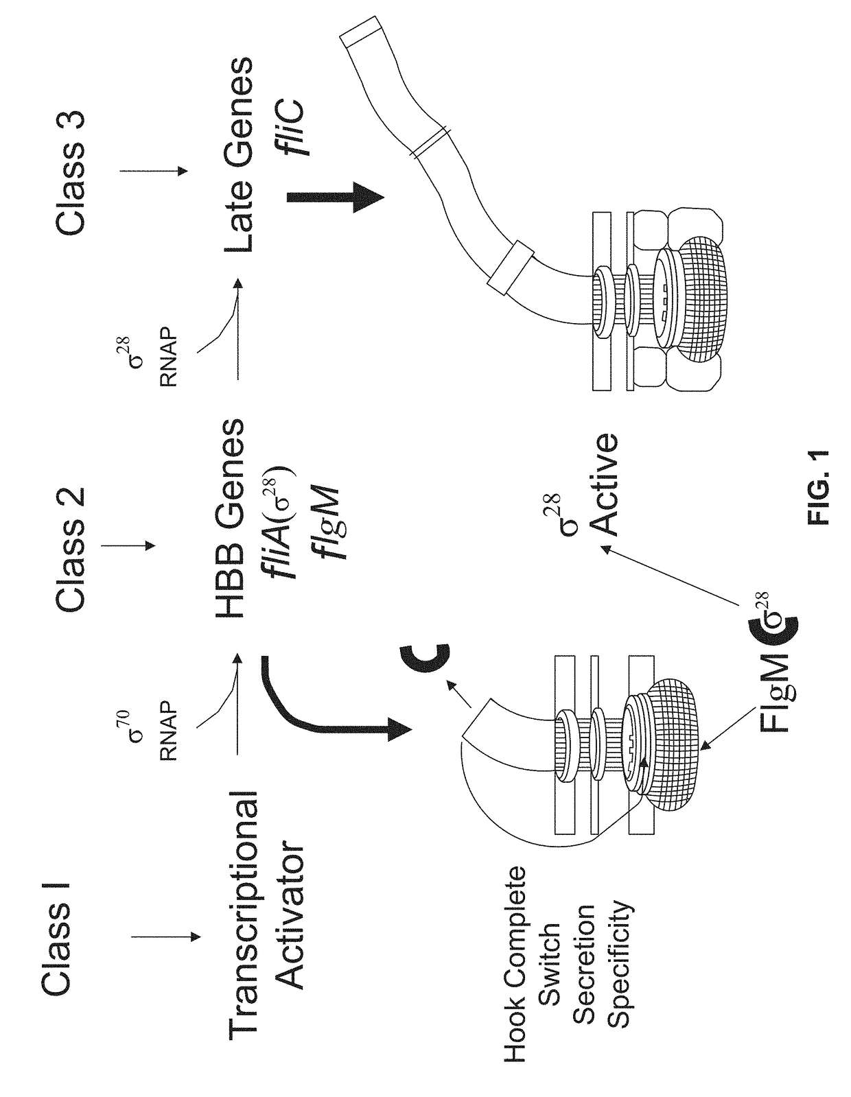 Compositions for adjustable ribosome translation speed and methods of use