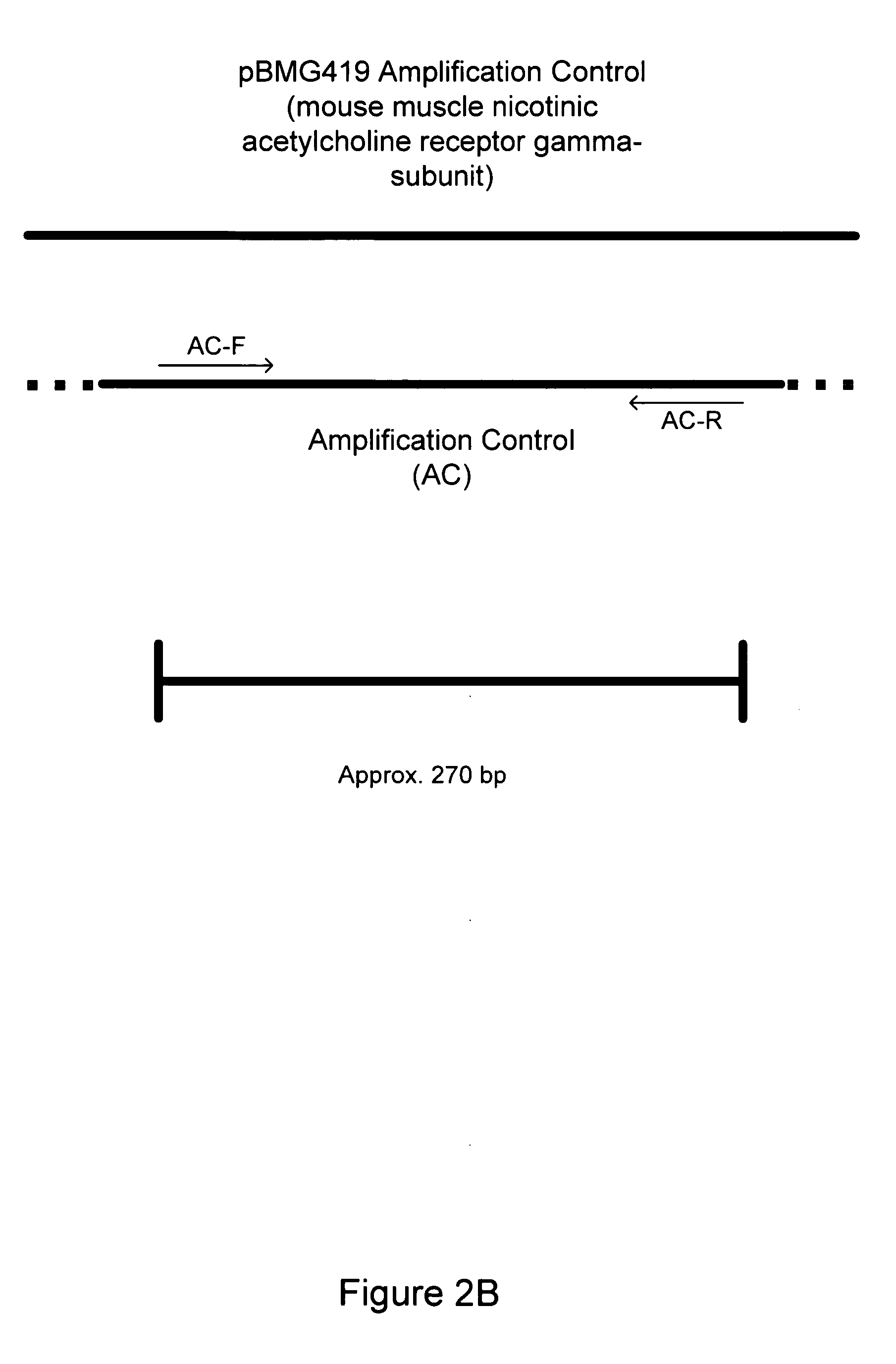Nucleic acids, compositions, methods, and kits for detecting mycoplasma and acholeplasma species