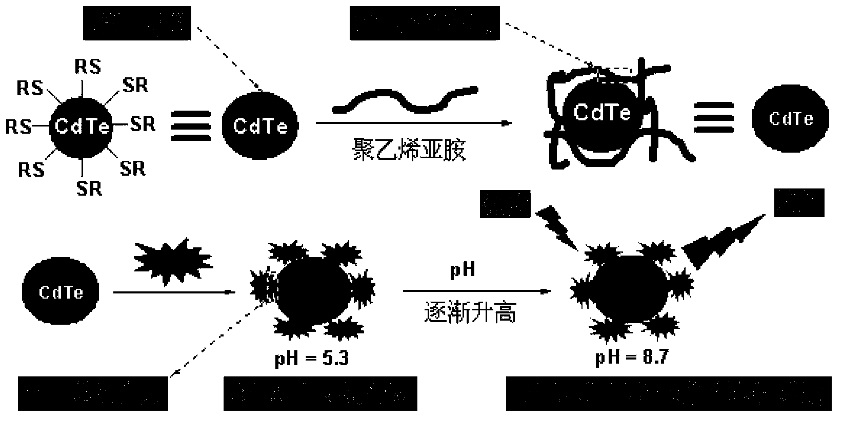 Manufacturing method of pH ratio fluorescence probe based on organic dye-quantum dot compound