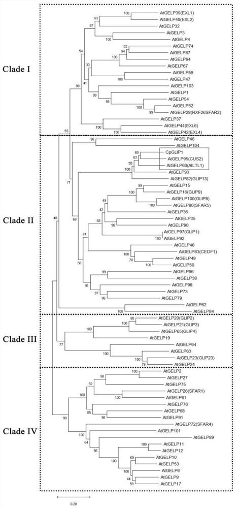 Chimonanthus praecox GDSL lipase gene CpGLIP1 and application thereof