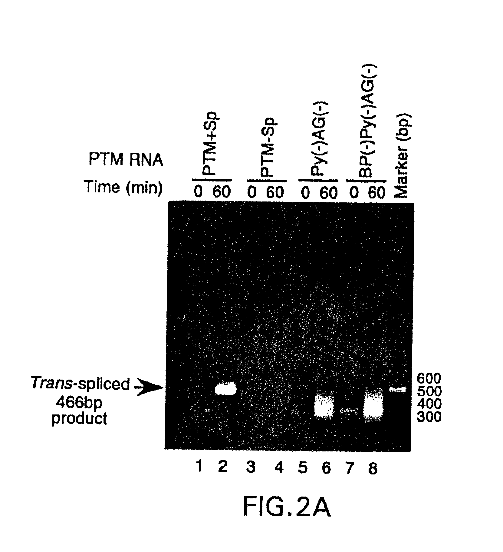 Methods and compositions for use in spliceosome mediated RNA trans-splicing