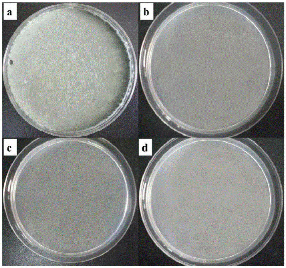 Nano-silver preparation for inhibiting mould Gra04 growth and preparation method thereof
