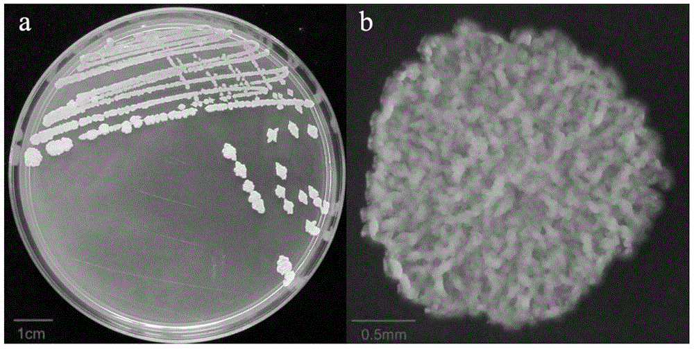 A kind of biocontrol bacterial strain, bacterial strain screening method and application of controlling sesame fusarium wilt