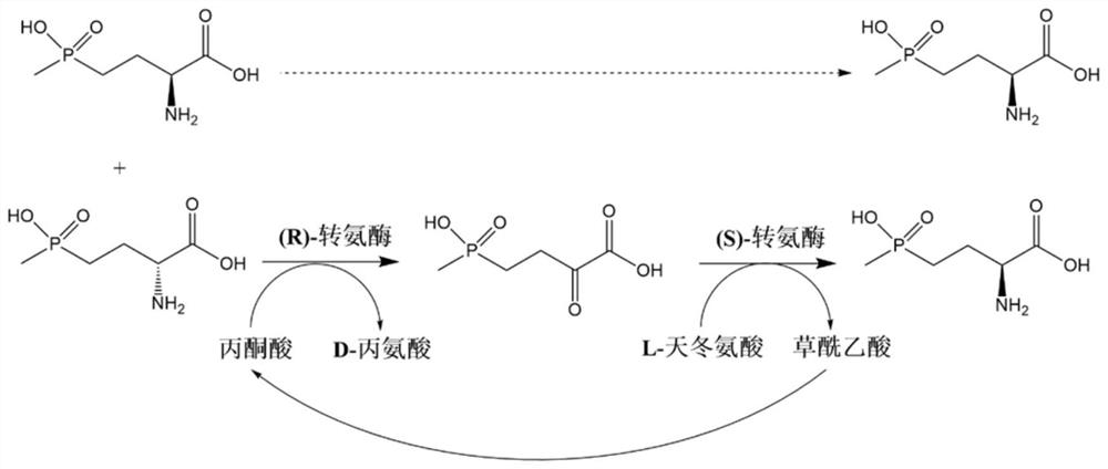 Method for preparing L-glufosinate ammonium by using biological multi-enzyme coupling method