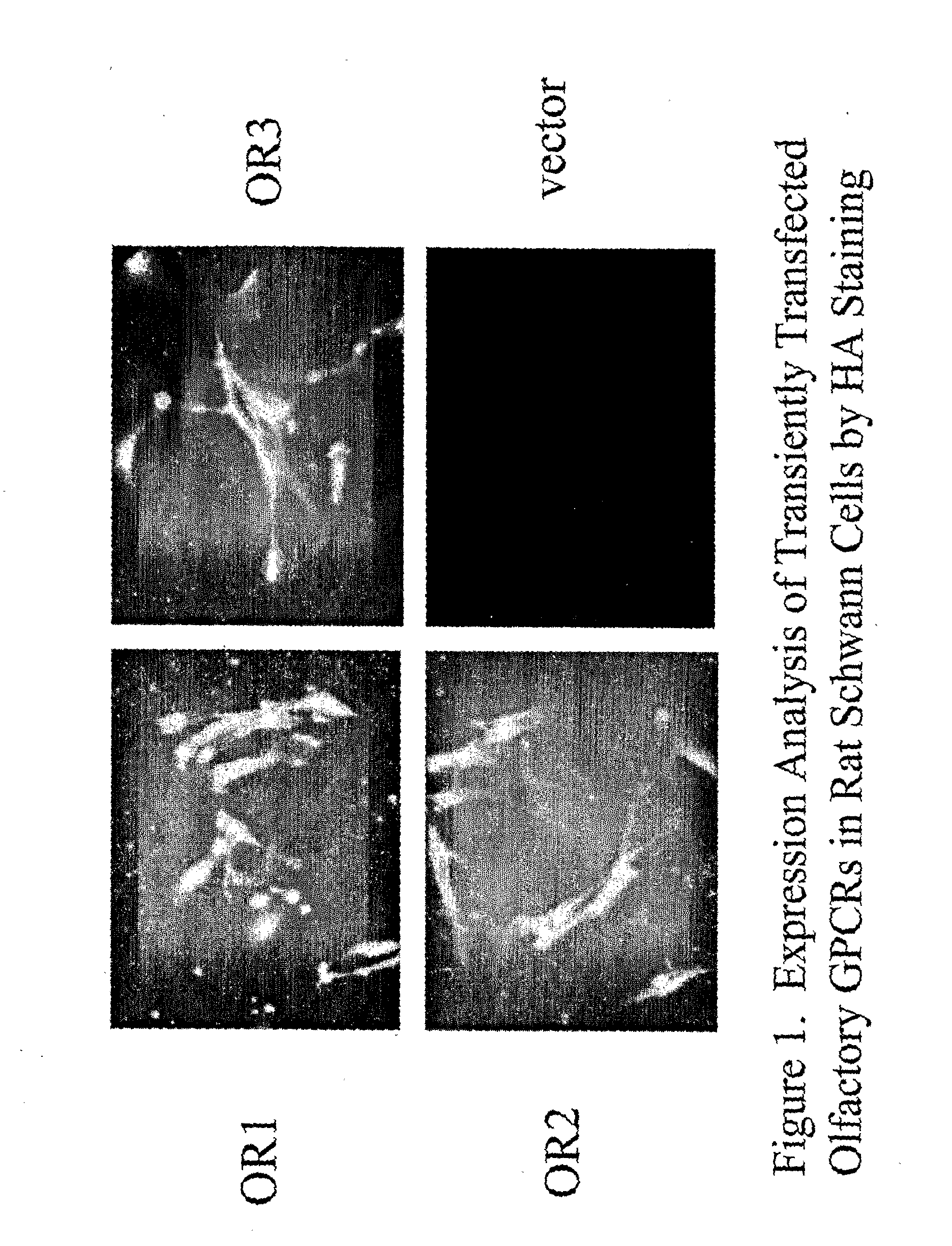 Methods for producing olfactory gpcrs