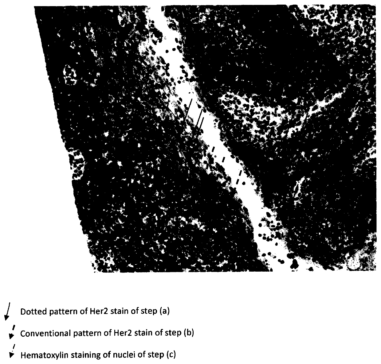 Combined histological stain