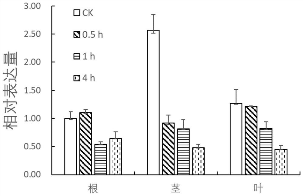 A Tamarix salt stress-responsive gene tcsbp1 and its miRNA resistance target rtcsbp1 and its application