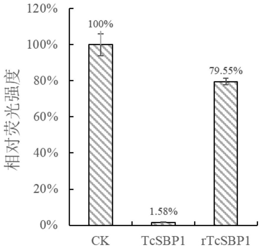 A Tamarix salt stress-responsive gene tcsbp1 and its miRNA resistance target rtcsbp1 and its application