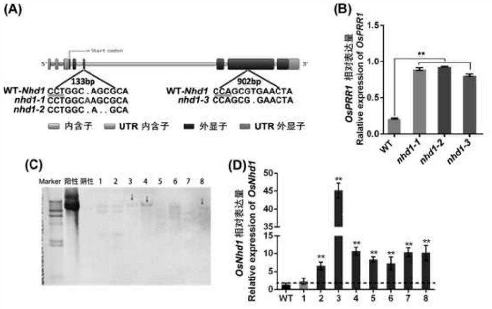 Application of photoperiod gene OsNhd1