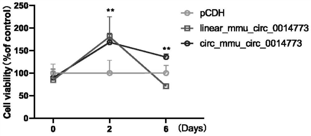 Application of circular RNA to regulation and control of pancreatic islet beta cell proliferation