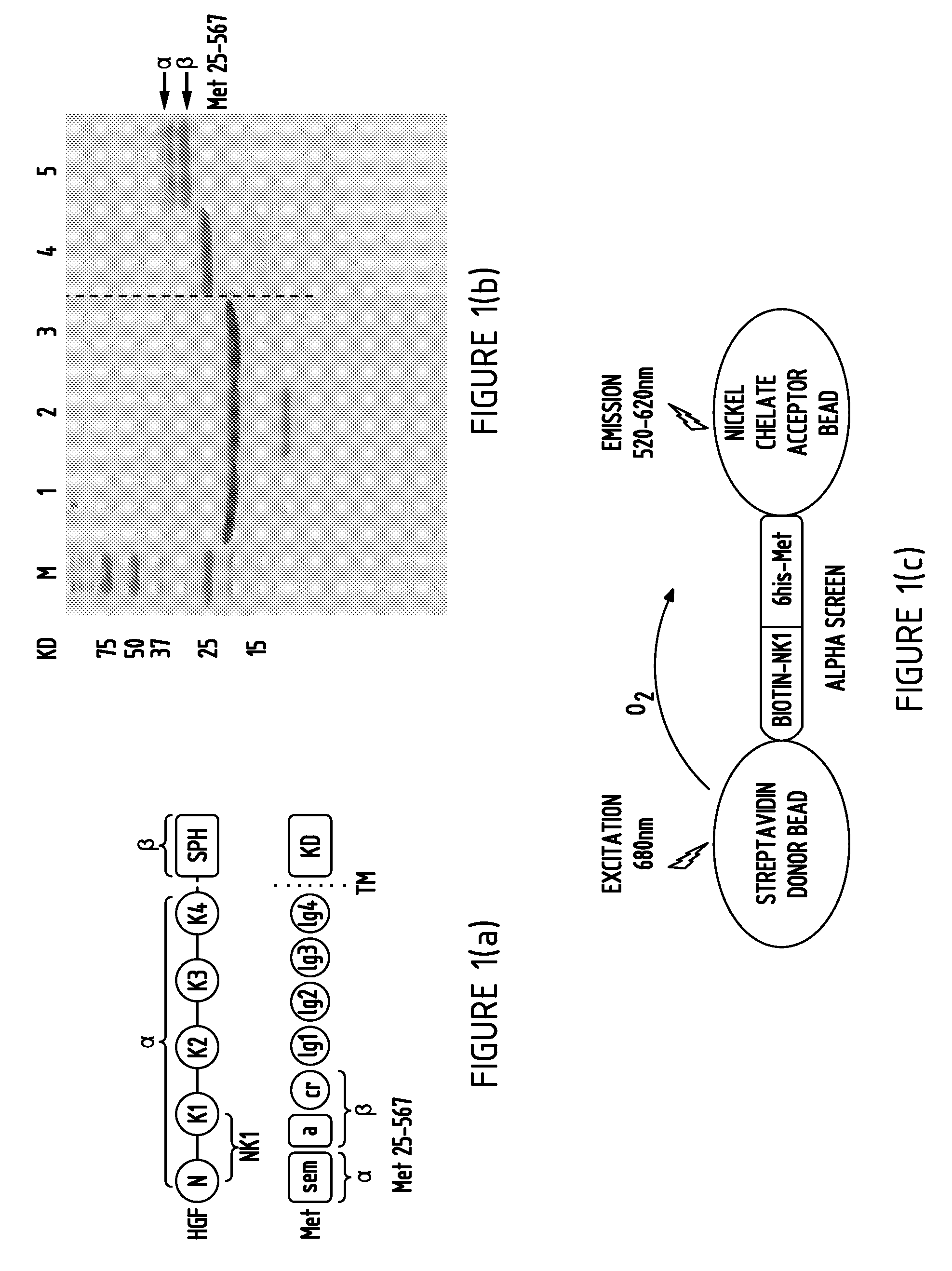 Nk1-based polypeptides and related methods