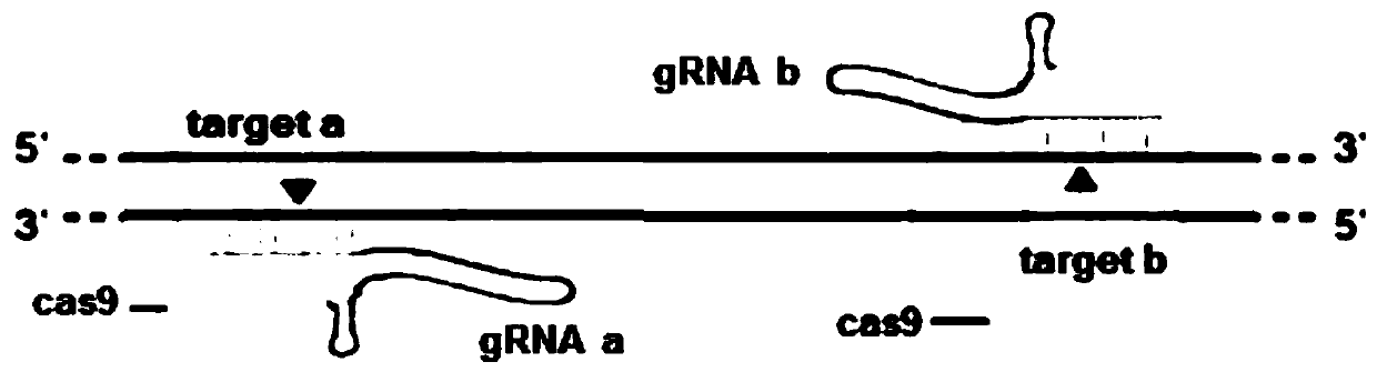 Method for knocking off myo7ab gene of zebra fish