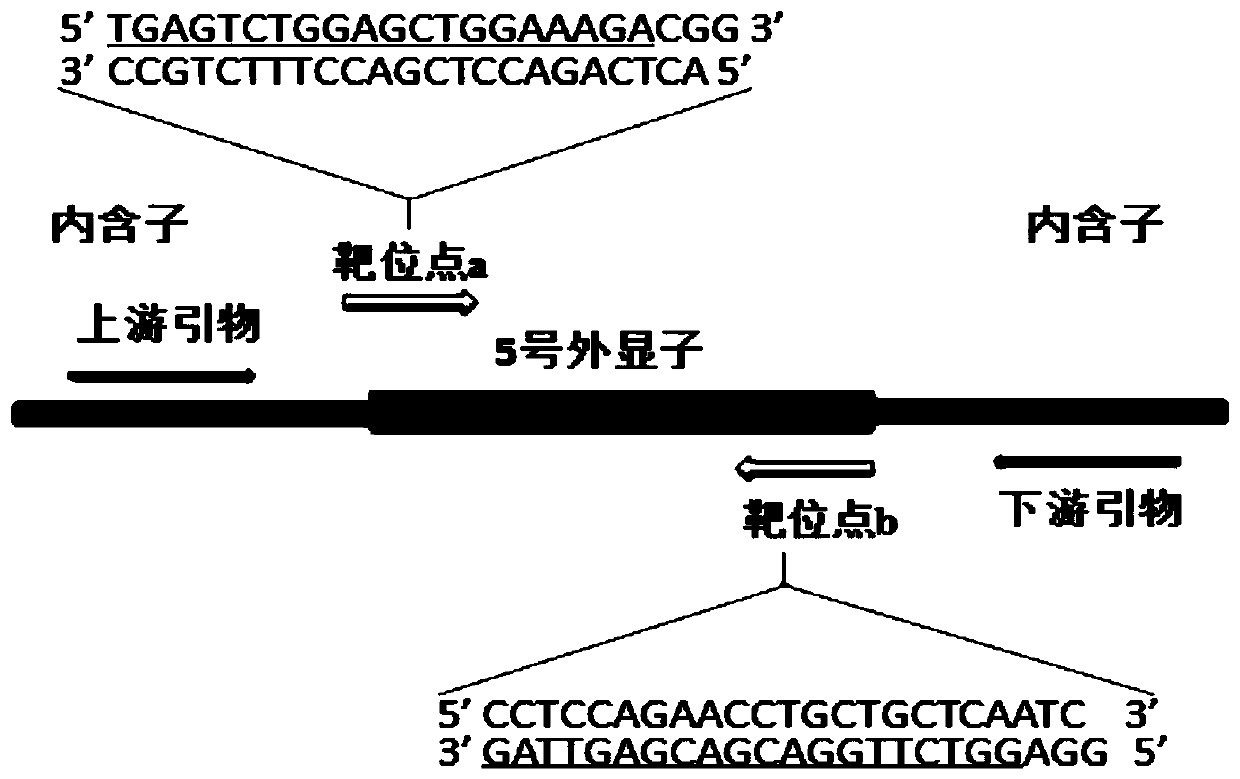 Method for knocking off myo7ab gene of zebra fish