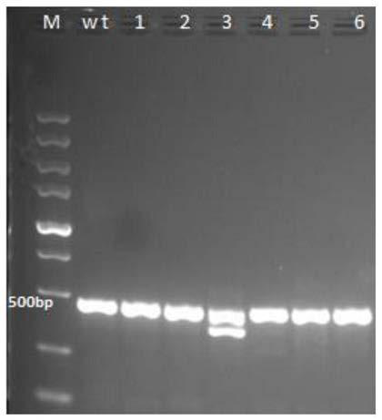 Method for knocking off myo7ab gene of zebra fish