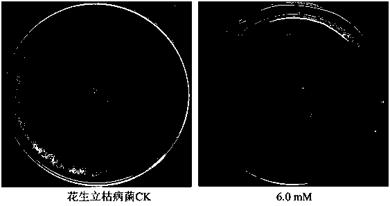 Applications of fluvoxamine maleate in preparation of bactericide for preventing and treating plant diseases caused by phytopathogens